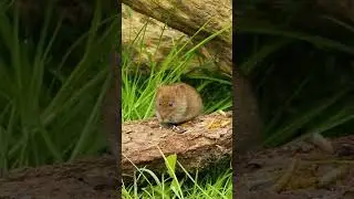 #short suara tikus | mouse sound