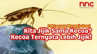 Ternyata Kecoa Lebih Jijik Sama Manusia! INI FAKTANYA!