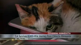 Cat survives 8,000-mile journey from China to Minnesota in shipping container
