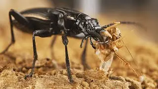 Close-Up: South African Predator Beetle & Striped African Ground Beetle Feeding