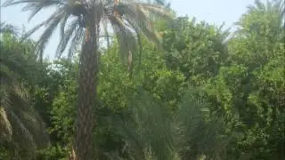 هسون أر فكي مهداء لأسامة حبراب من رابطة محبي امجد صابر