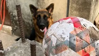 My Tokyo got his new Football.  My gergerman shepherd dog very excited about football. 