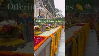 Offering Flowers 🌹 #buddhistpilgrimagesite #peace #bodhgayatourism