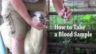 Taking Ruminant Blood Samples