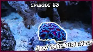 Time to Add New Coral! (Reef Rehabilitation Day 27)