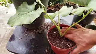 Como reproducir, la yerba santa.