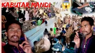 Garib shah kabutar mandi 🕊️ Rahim Yar Khan jarur subscribe Karen 👍 aur visit 😱