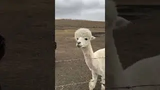 #animalsadventures #animalshorts #animals