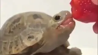 Turtle eat strawberries