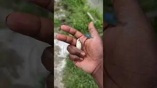 Let's protect the balance of nature #shorts #fish #animals
