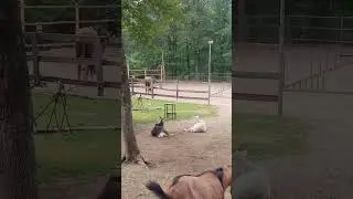 ДАЙ МНЕ ЛАПАТУ Я САМ УБИРУ#dance #travel #подпишись