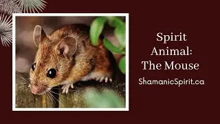 Animal Spirit Guide: The Mouse (Shamanic Power Animal). Mouse Symbolism