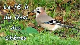 GEAI des CHENES qui cache un gland