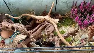 Butterfly explores her fairy garden theme | natural detolf cage