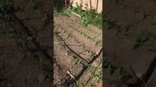 Heirloom Corn Cross Pollination Experiment 12 Varieties