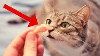 These 14 Human Foods Are ACTUALLY GOOD for Your Cat