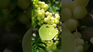 #cermai fruit #cute beby
