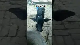Black Gold 🙏💸 #viral #video #like #comment #subscribe #me #treanding #new #shorts #youtube