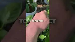 How I Harvest Sugar Snap Peas