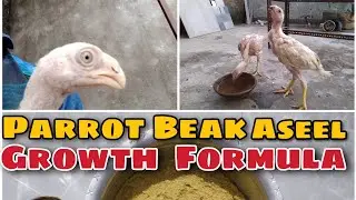 Parrot Beak Aseel Growth Formula | | Aseel Growth Feed Kaise Banaye| | Aseel Fast Growth Feed | |
