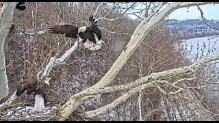 USS Bald Eagle Cam 1 on 1-5-26 @ 13:03 Irvin brings in the huge Y shaped stick and makes it work