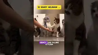 #kucing #kucinglucu #lucudanmenggemaskan #meongemes