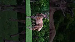 Beautiful Nature in Motion 🏞️ | Novoaine