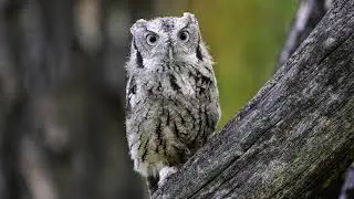 The sound of a western screech owl