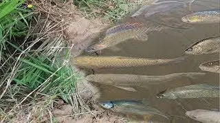 Amazing Deep Hole Fish A lot Of Fish In My Country-How To Deep Hole Trap