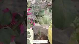 Pink Rose Flower Blooming #Shorts #gardening #homegardening #trending #shortsvideo #youtubeshort