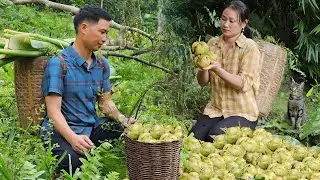 AN Harvesting Wild Fruits to sell at the market - Day in the forest - Live with nature | Lý Phúc An