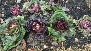 Plot tour early December Kirkham. #nodig #gardening #allotment