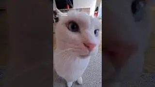 A day in the life of a kitty 🐱 | Insta360 GO Ultra