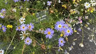 🌸☘️🍀🌹Garden visit #flowers #birds #viralvideo #trees #water #natureexplorer .