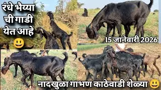रंधे भैय्या यांची काठेवाडी शेळ्यांची गाडी येत आहे 😃 8766931408 (15 जानेवारी 2026)