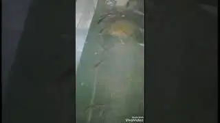 Silver carp fish in aqurium see how they are feeding