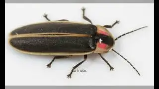Fireflies of Southeast Asia: The Stunning Mating Light Displays Explained