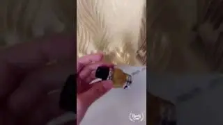 Freemax NEW Fireluke Tank with PEI glass tube for DROP TEST