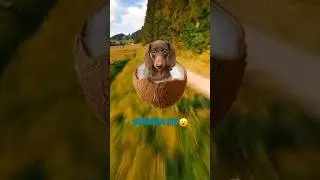 #dogmagic
