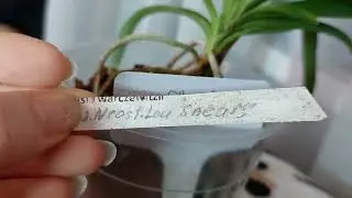 Моя новинка Neostylis Lou Sneary