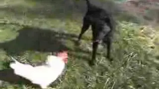 Rooster and dog playing.