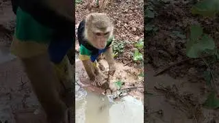 Unbelievable SokYaa Meet Toad Swimming Alone #shorts