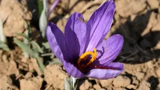 Saffron Farming Takes A Big Hit In Kashmir