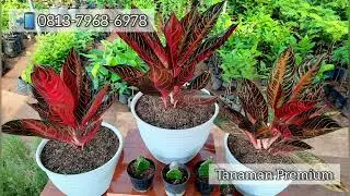 Si Cantik dan Eksotis Aglonema PRIDE OF SUMATERA (Aglonema Red Sumatera)
