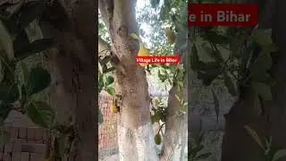 Village Life in  Bihar #vlog #ytshorts #india #ytshortsindia  #ytcreator #yt #shorts #short