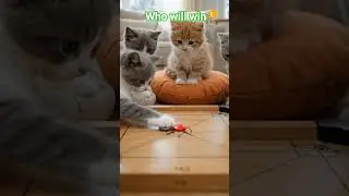 #catvideos #petshub #trendingshorts #cat #cute #games #kittencuteanimal