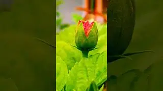 The Most Beautiful Flowers Collection 8K ULTRA HD #8k #ultra #flowers #shorts