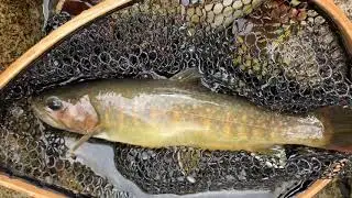 Mountain stream trout  fishing