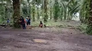 pertarungan sengit antara.? sadar pa/ dan Arif stp