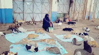 Angry cats super pets reaction video| cat videos|cat sound|cat games cat meowing cat Voice cat video